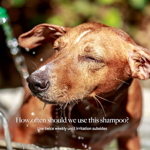 Veterinary Formula Clinical Care Antiseptic and Antifungal Medicated Shampoo for Dogs & Cats, 16oz – Helps Alleviate Scaly, Greasy, red Skin – Paraben, Dye, Soap-Free